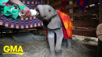 SZ “An act of human kindness gives a baby elephant a fresh start, a heartwarming gesture that sparks hope and renewal. ‎” SZ