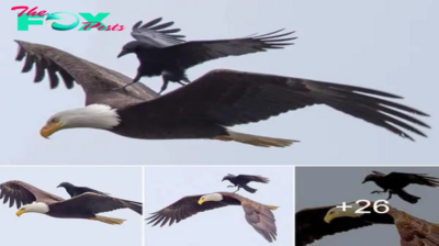 Funny Moment! The bald eagle didn’t seem to mind the naughty animal riding on its back gcs