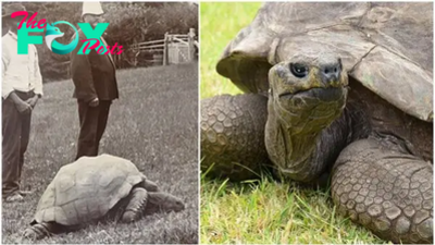 SZ “Jonathan is the world’s longest living turtle, this turtle is 190 years old and his newborn babies are ‎” SZ