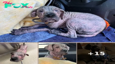 Meet the pink, wrinkly pup with a surprising transformation that left rescuers in awe! This adorable furball is sure to melt your heart