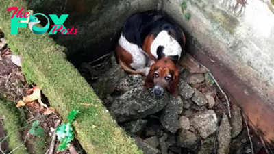 /5.The unfortunate dog fell into a hole and waited for over 5 days without rescue, stirring emotions within the online community. ‎