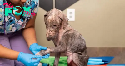 Full Of Mange And Pain, This Puppy Dog ​​Had Never Been Loved. Then The Miracle Happened !
