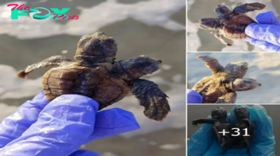 Amazing! Online Community Stunned by Rare Appearance of Two-Headed Turtle in the United States