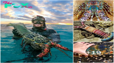 3S “Incredible Find: Scuba Diver Encounters Giant Crayfish in the Crystal-Clear Waters of the Great Barrier Reef! Dive into the Discovery!” 3S