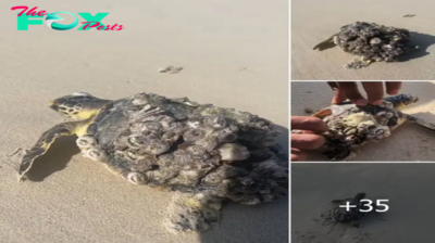 Rescuers Assist Tiny Sea Turtle Covered in Barnacles: A Much-Needed Peeling and Cleaning