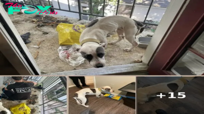 Emaciated Dog Nearly Dies After Being Abandoned On Balcony For 3 Weeks Without Food And Water