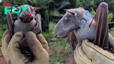Hammer-headed bat: The African megabat that looks like a gargoyle and holds honking pageants