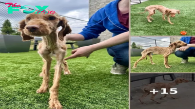 Neglected Dog Found Near Death Now Expected To Get Life He Deserved