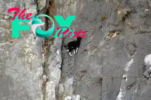 Aww Delve into the realm of Vertical Rock Climbing Masters, the unparalleled champions of the sport, often dubbed as the “super-goats”!