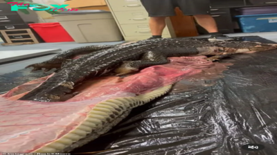 son.Fishermen discovered a giant python swallowing a giant crocodile alive inside, surprising witnesses. (video) ‎