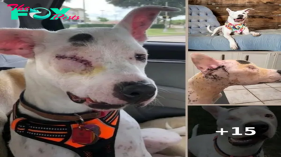 Puppy Was Shot In The Face And Heartbreakingly Left Behind