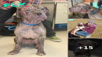 Frightened Hairless Dog Knocks on a Man’s Door, Begging for Help on a Cold Night