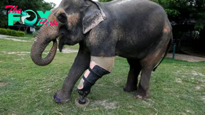 SKTT0-The elephant shows evident joy as he walks on his new legs for the first time.