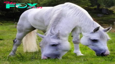 .Strange Discovery: Climber Encounters Two-Headed Horse – A Mind-Boggling Encounter Defying Belief!..D