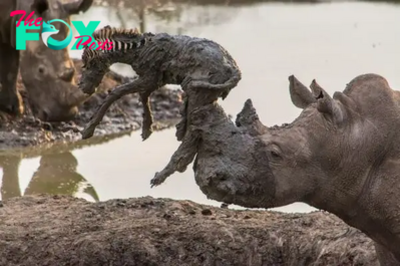 sao. “Acts of Wildlife Heroism: Rhino’s Courageous Rescue of a Stranded Newborn Zebra from Muddy Peril”.sao