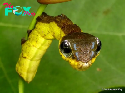 SA.When Threatened, This Caterpillar Takes On the Appearance of a Venomous Snake.SA
