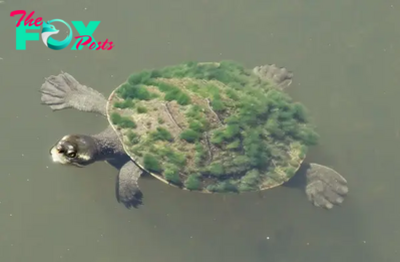 Aww Such a captivating spectacle! A colossal turtle, aged over 600 years, adorned with an algae-draped shell, resembles a living sanctuary amidst the flowing waters of the River Thames.
