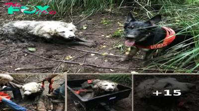Rescue Dog Saves Missing Elderly Dog After Days of Searching
