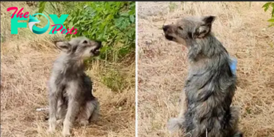 Abandoned Dog Cry Nonstop For Days, Looking At Each Car & Hoping Owner Would Come Back To Pick Her