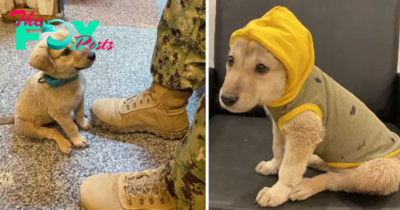 SH.”Quest for shelter: The stray dog named Lexi embarked on a journey of over 30km to find a military base, where the dog showed warm affection, appealing to the soldiers to adopt her.SH