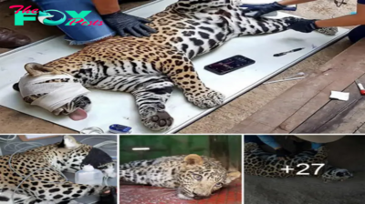 3S “Join the Fight for Wildlife: Can Human Intervention Save an Injured Jaguar?” 3S