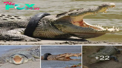 Cheers to 16 years of resilience! Our crocodile friend is finally free from the tire!