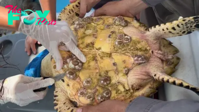 f.The video depicts sea turtles being protected from the dangers of barnacles in an unprecedented intervention.f
