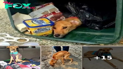 Dog Abandoned By His Cruel Mother And Had Stayed In The Trash For Nearly 6 Days Before Someone Found Him