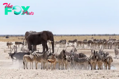 Why Etosha National Park Is the Safari Experience You Can’t Miss