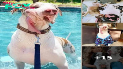 Dog With Deformed Face Has Best Life And Lots Of Love From His Wonderful Family