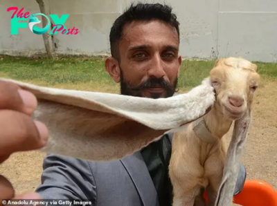 LS ”He really is the GOAT! Simba the baby goat is born with 19in-long ears that could get him into Guinness Book of World Records ‎”