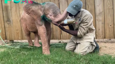 kp6.Unforgettable аffeсtіoп: Albino Elephant’s Gratitude Shown Through Memorable Embraces.