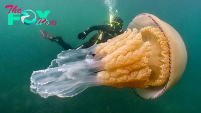 Aww Incredible! A colossal jellyfish measuring 10 feet has been sighted off the coast of England.