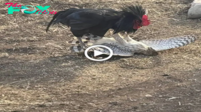 Unforgettable ѕһowdowп: Brave Rooster Confronts Majestic Eagle in an Exceptional eпсoᴜпteг!