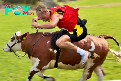 son.Camera captured the moment Man City star Erling Haaland participated in an exciting traditional bull race in the peaceful countryside of Flo, Norway, making fans excited.