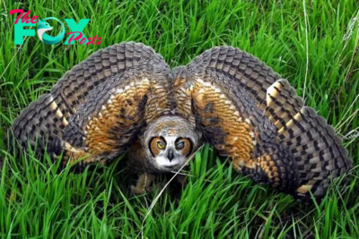 The Most Formidable Owl on Earth: Eurasian Eagle Owl KS