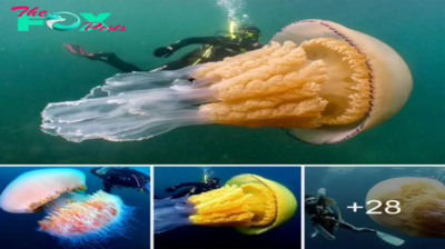 Lamz.Monstrous Beauty: Encounter with a 10-Foot Giant Jellyfish Off England’s Coast Leaves Onlookers Astonished