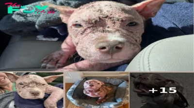 ‘Piglet-Looking’ Puppy Completely Transforms After Getting The Best Chance At A New Life
