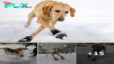 Ice-Skating Labrador Retriever Benny Deserves National Award Of Excellence
