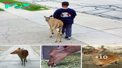 The most beautiful friendship in the world surpasses all limits: 10-year-old boy walks a blind deer across the street every day before school so it can find food (Video)