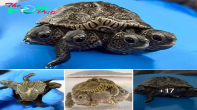 How Amazing! An exceptional two-headed, six-legged diamondback terrapin found in Barnstable