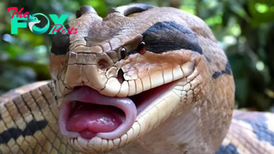 f.The rare mutant snake has 4 eyes and 2 horns.f