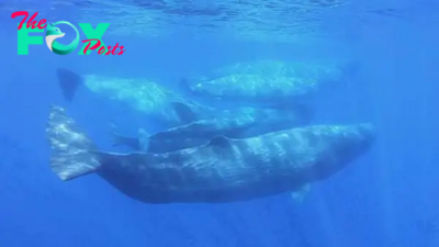 Scientists document remarkable sperm whale 'phonetic alphabet'