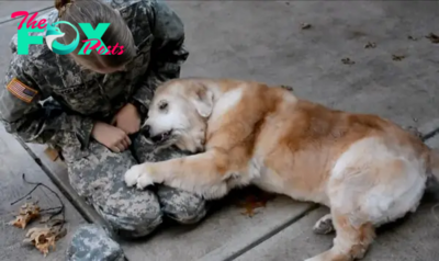 Aww Lola, the Beloved Old Dog: An Emotional Reunion Unfolds as a Military Mother Returns Unexpectedly After Years of Service to Her Country.
