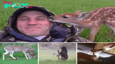 Warm Kiss: The touching story of a man who rescued a crippled baby deer when it was abandoned by its mother and left in a field with a hungry giant bear