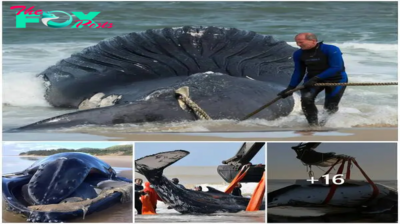 Surprise Rescue: Saving two stranded humpback whales – an exciting and rewarding experience.