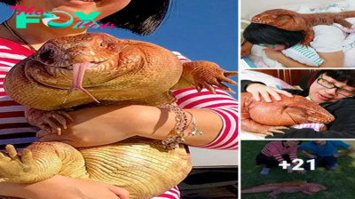 Meet MacGyver, the гагe giant red lizard from California!