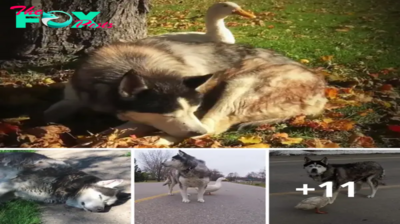 Lamz.Unexpected Bonds: A Husky’s Journey from Loss to Friendship with a Duck