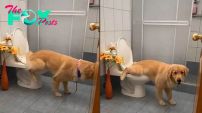 son.The intelligent Golden dog knows how to use the toilet like a human, making the online community surprised and amazed.