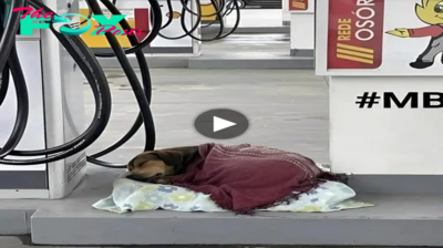 h. “Amidst Winter’s Chill, Luffy, the Stray Dog, Finds Warmth and Care from Gas Station Staff: A Touching Tale of Compassion, a Thin Blanket Becoming a Symbol of Hope and Kindness, Inspiring Admirers Along the Way”